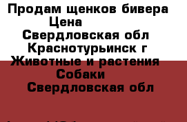 Продам щенков бивера › Цена ­ 20 000 - Свердловская обл., Краснотурьинск г. Животные и растения » Собаки   . Свердловская обл.